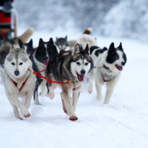 Катание на собачьих упряжках