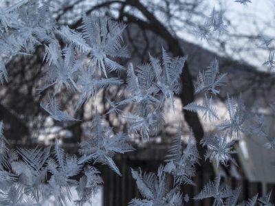 Катание на собачьих упряжках